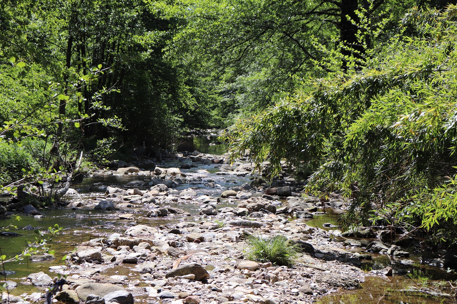 rivière gîtes en cévennes la bayte